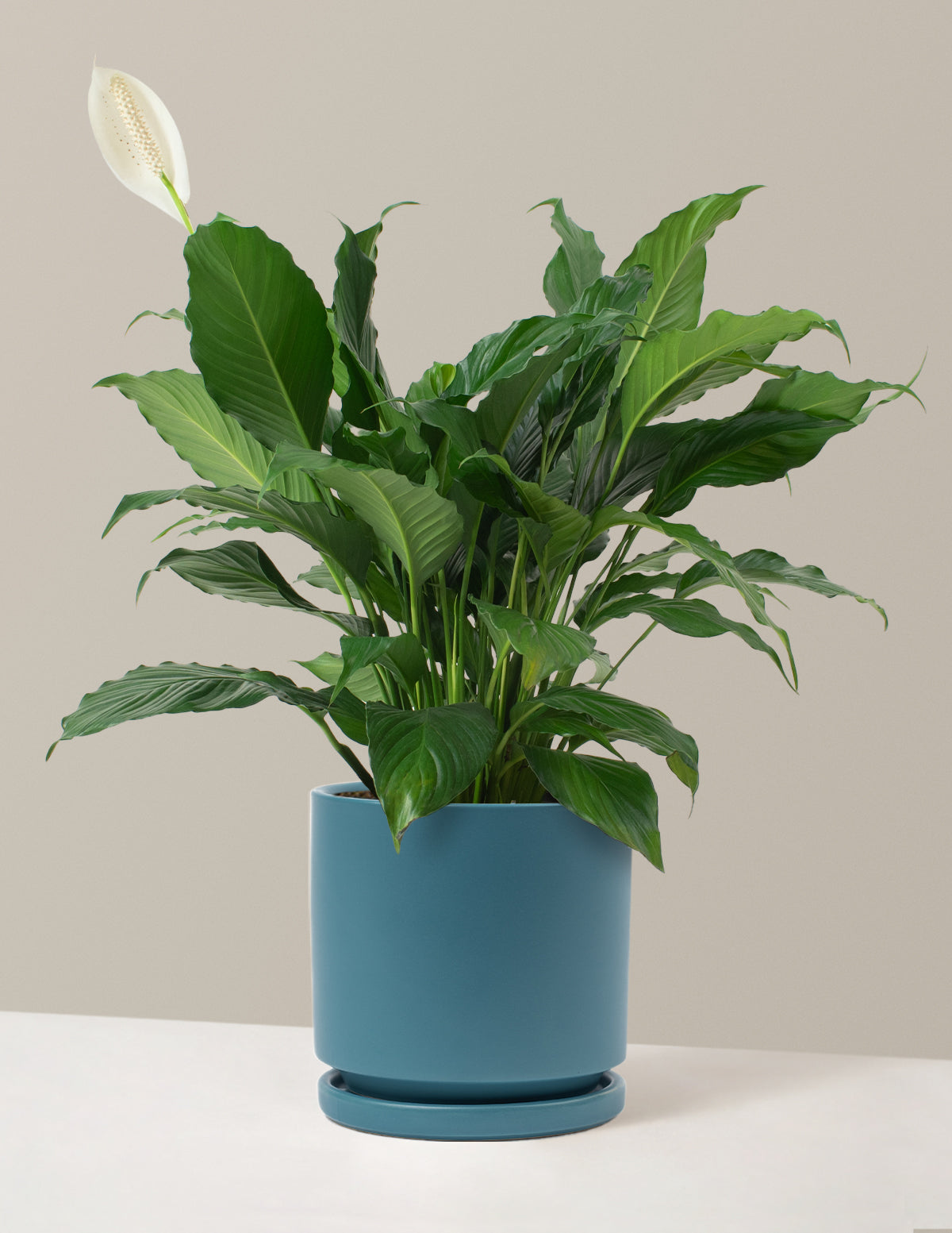 Barış Çiçeği (Peace Lily)