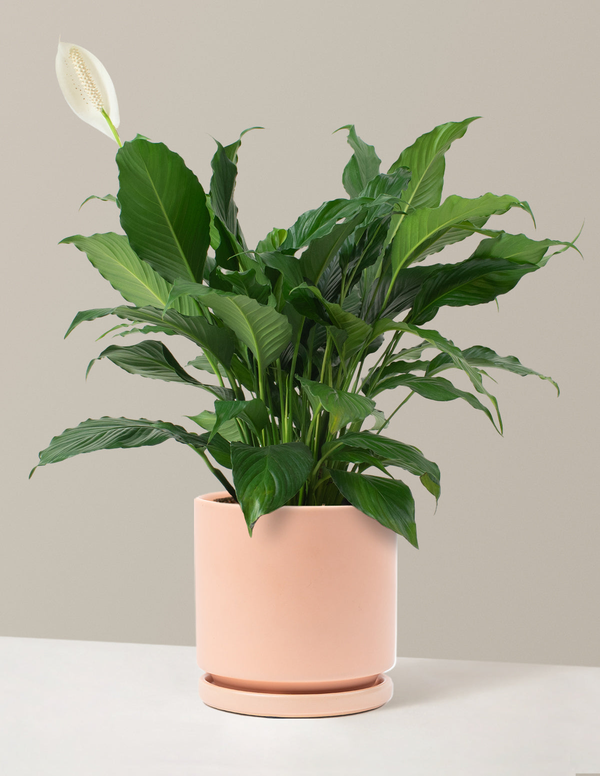 Barış Çiçeği (Peace Lily)