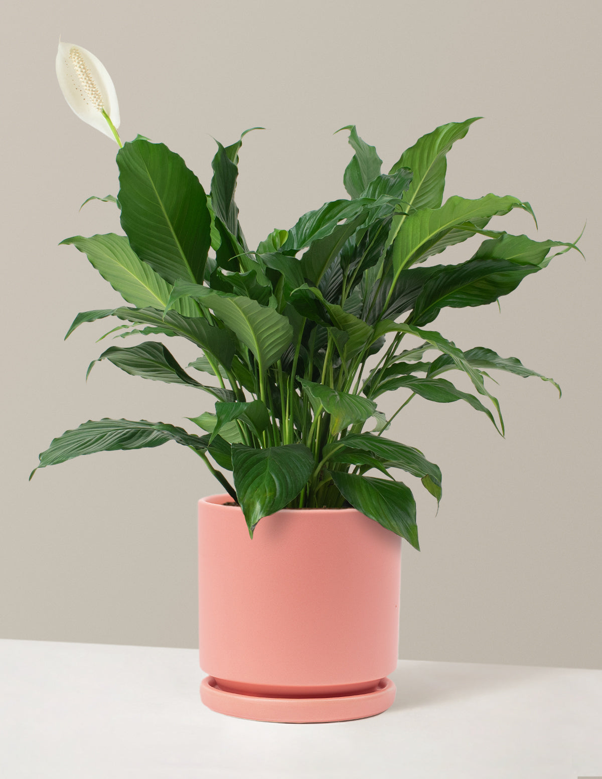 Barış Çiçeği (Peace Lily)