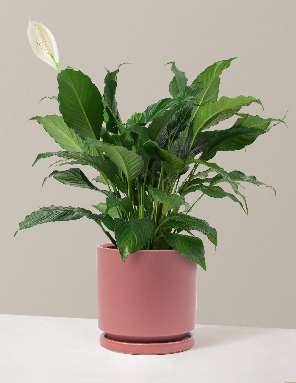 Barış Çiçeği (Peace Lily)