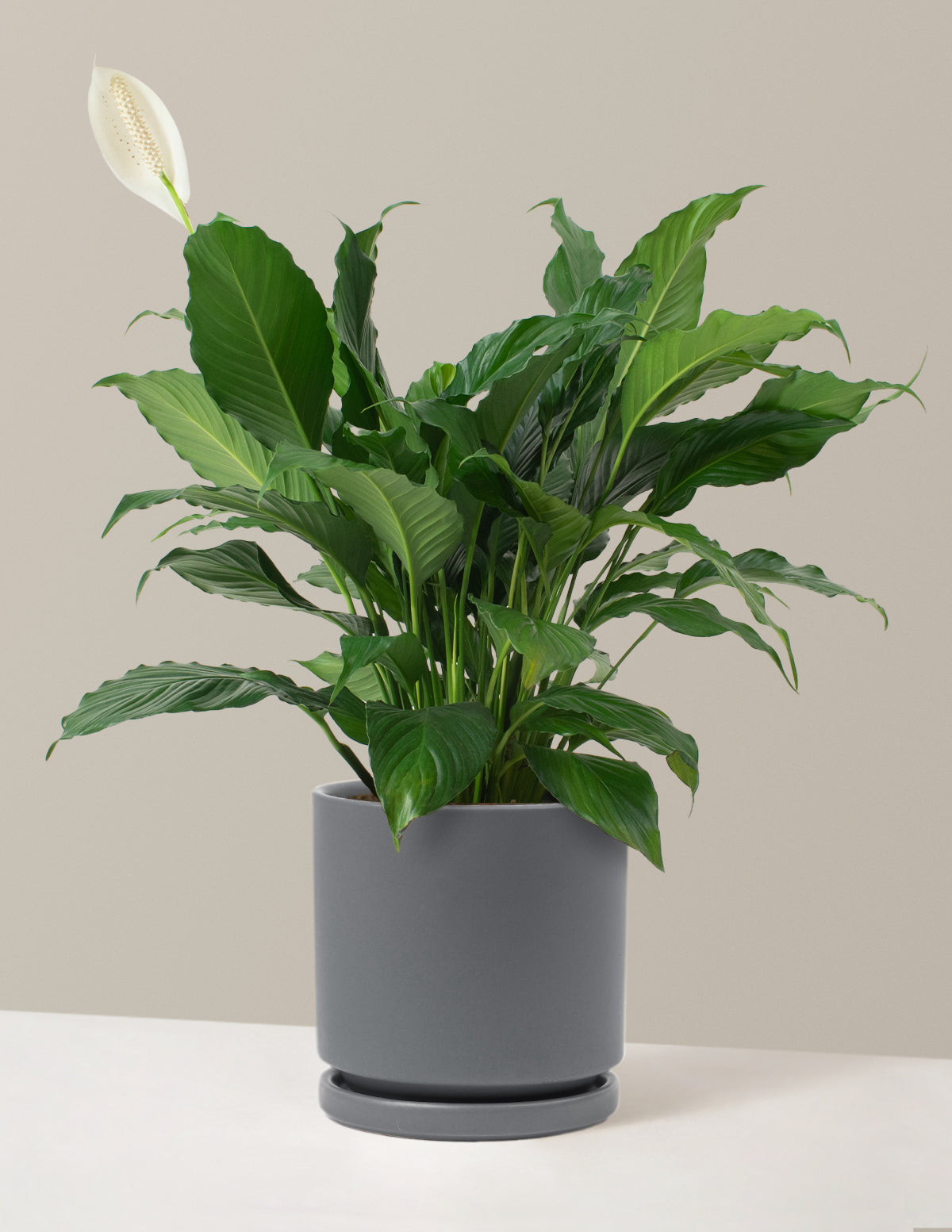 Barış Çiçeği (Peace Lily)