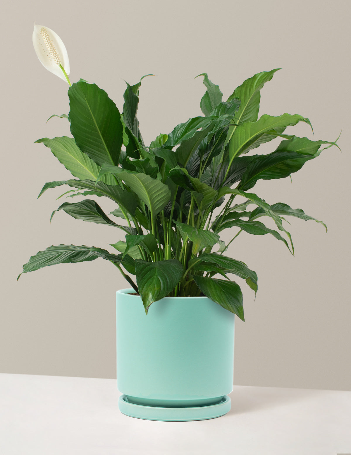 Barış Çiçeği (Peace Lily)