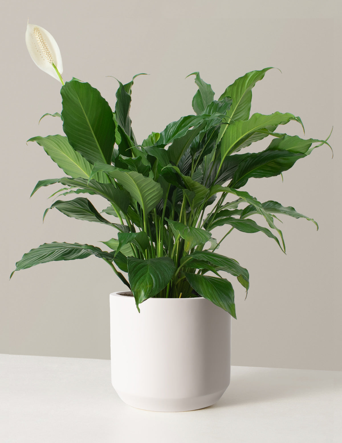 Barış Çiçeği (Peace Lily)