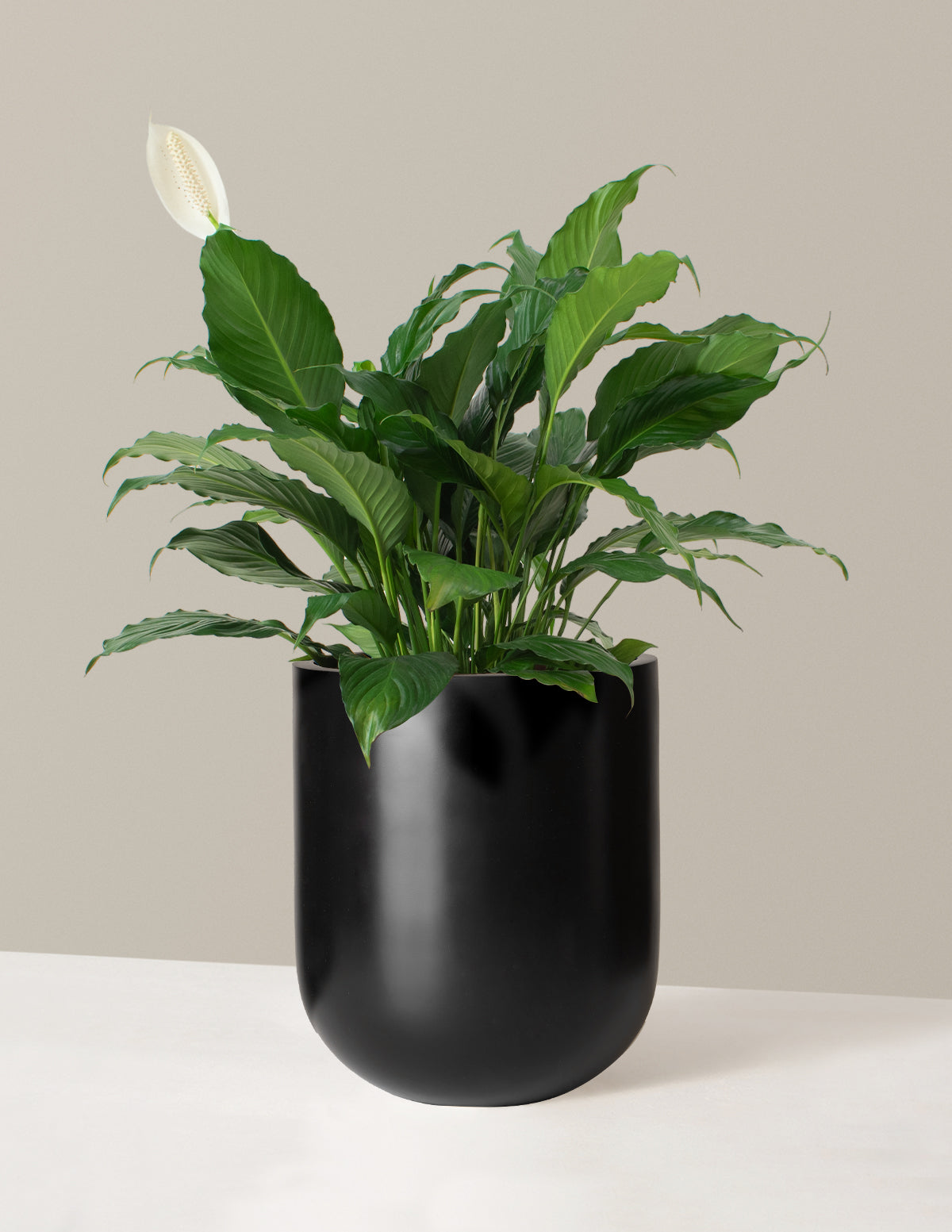 Barış Çiçeği (Peace Lily)