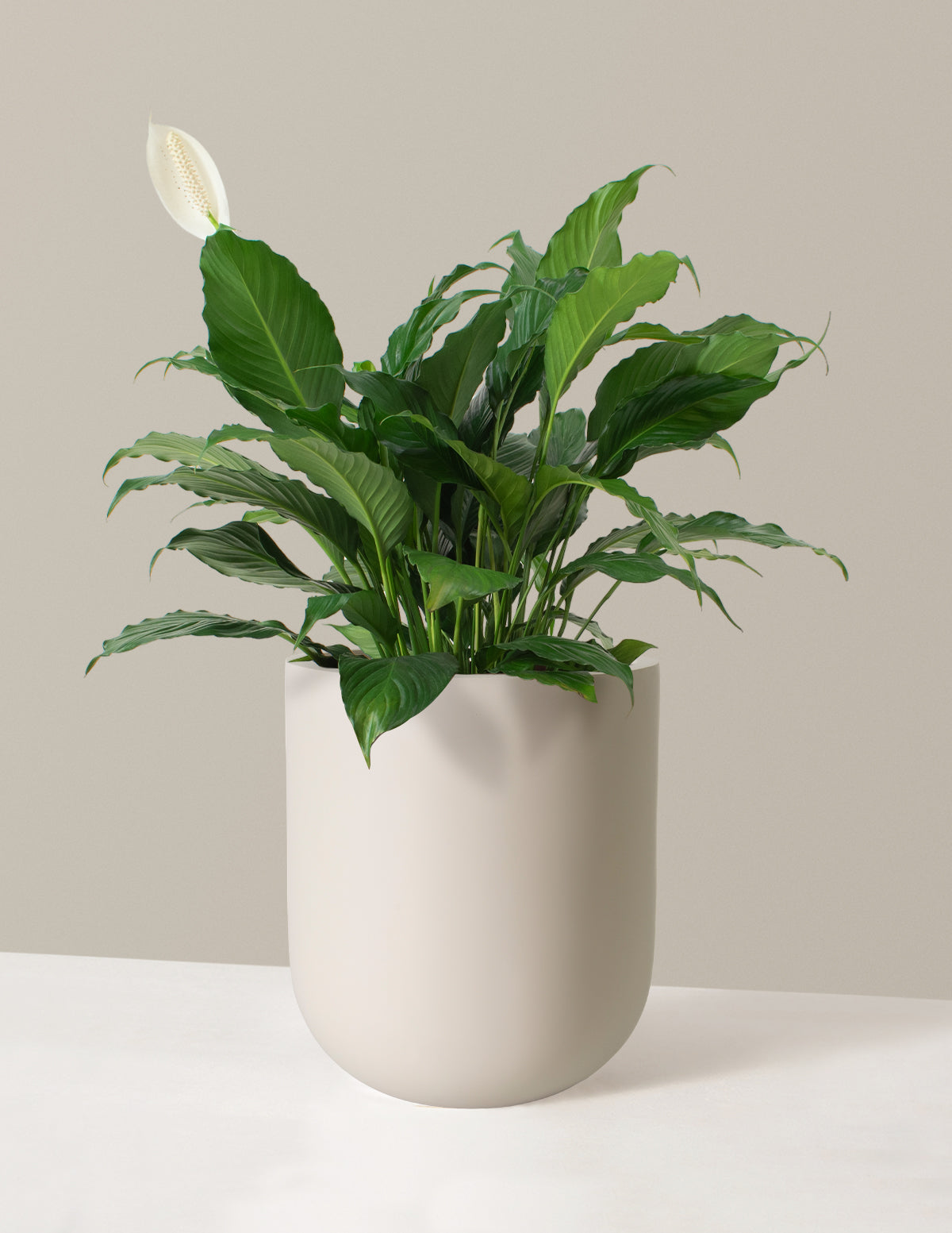 Barış Çiçeği (Peace Lily)