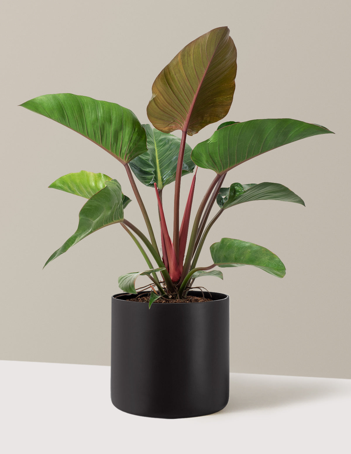 Büyük Boy Philodendron 'Rojo Congo'