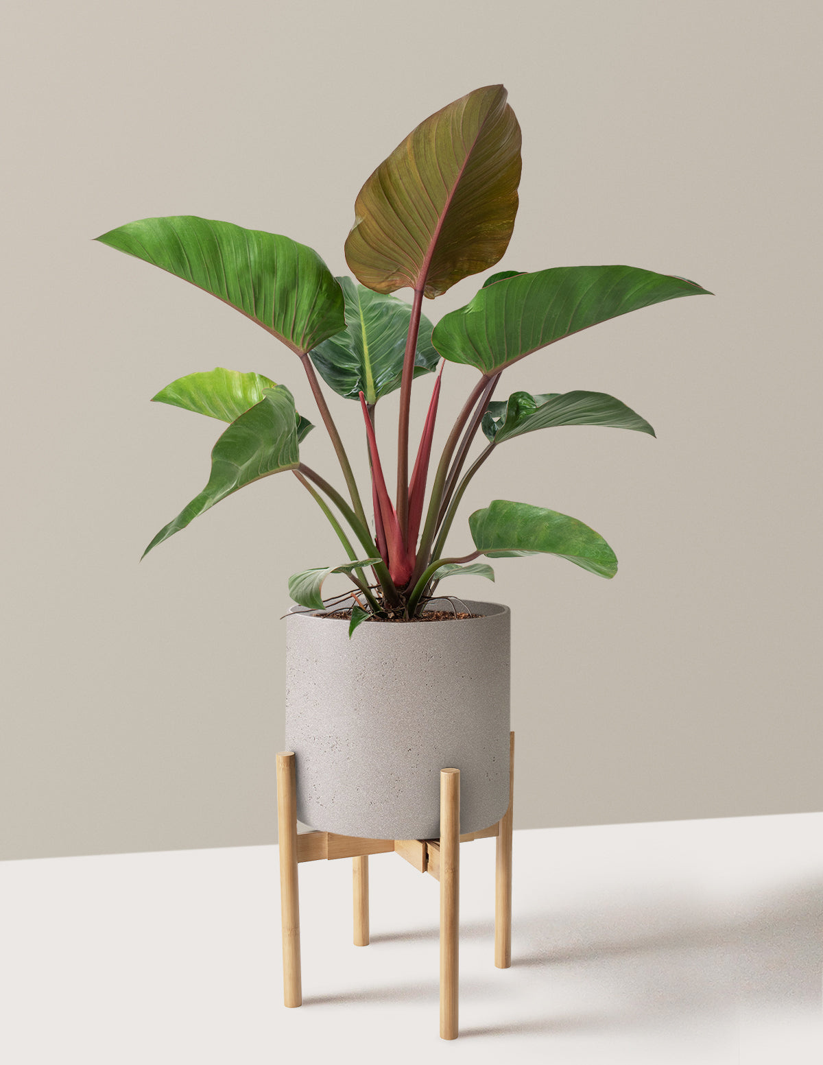 Büyük Boy Philodendron 'Rojo Congo'