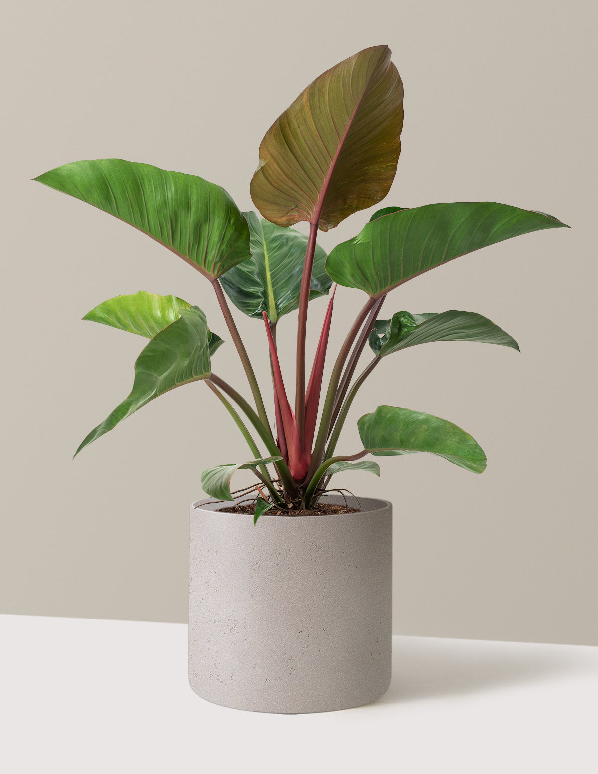Büyük Boy Philodendron 'Rojo Congo'