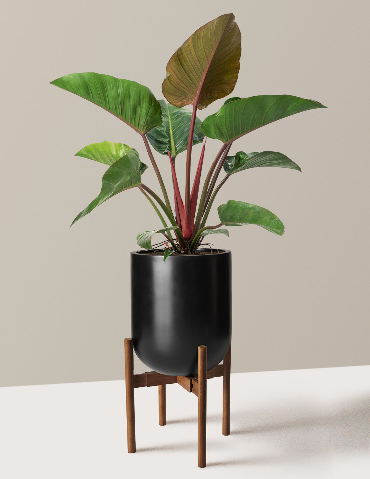 Büyük Boy Philodendron 'Rojo Congo'