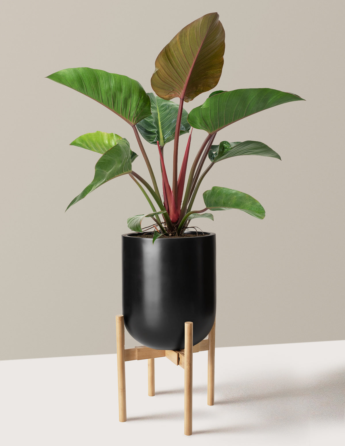 Büyük Boy Philodendron 'Rojo Congo'