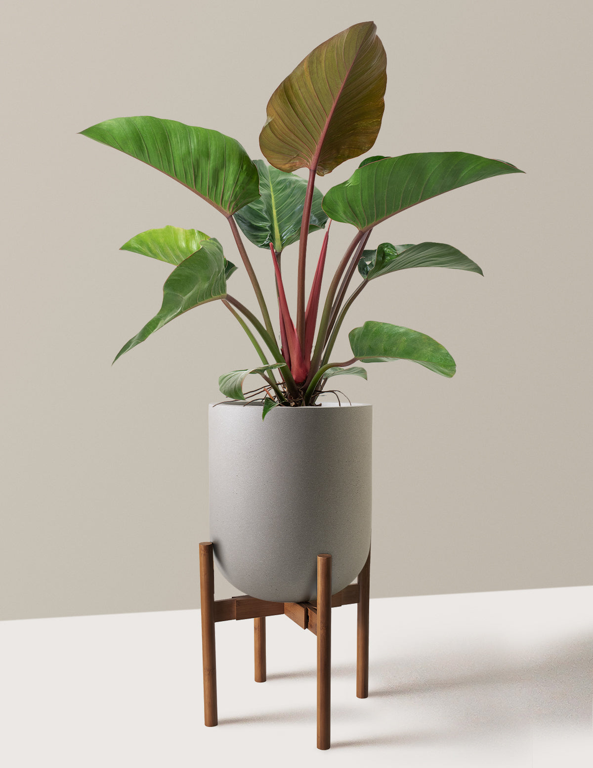 Büyük Boy Philodendron 'Rojo Congo'