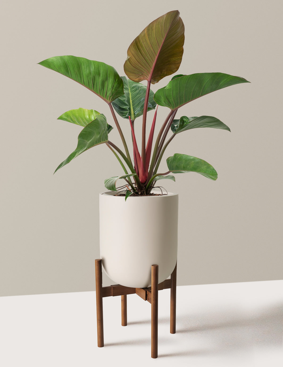 Büyük Boy Philodendron 'Rojo Congo'
