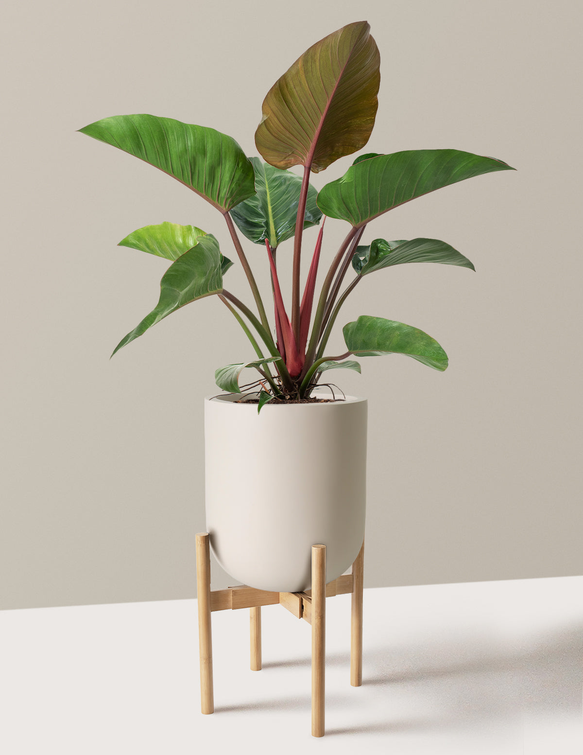 Büyük Boy Philodendron 'Rojo Congo'