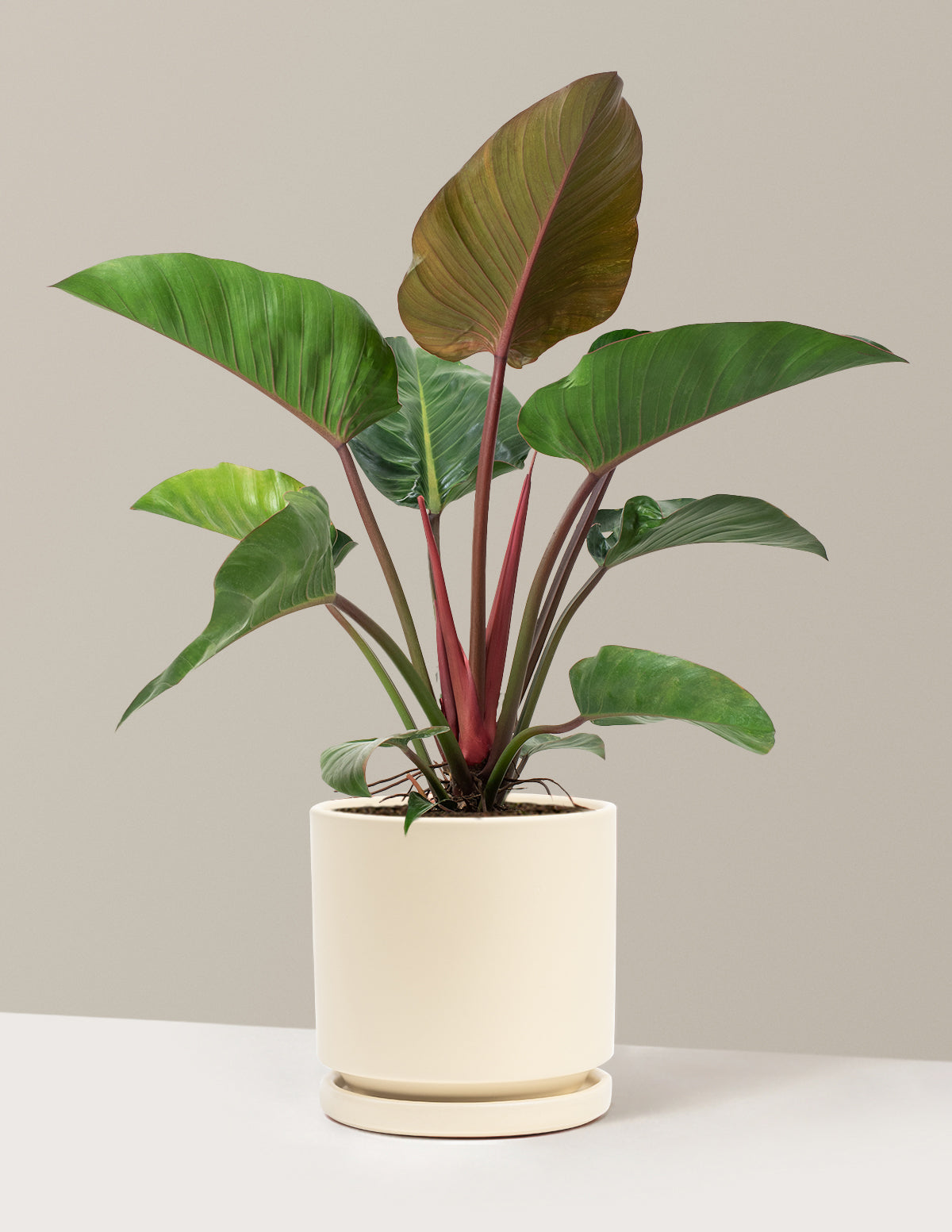 Büyük Boy Philodendron 'Rojo Congo'