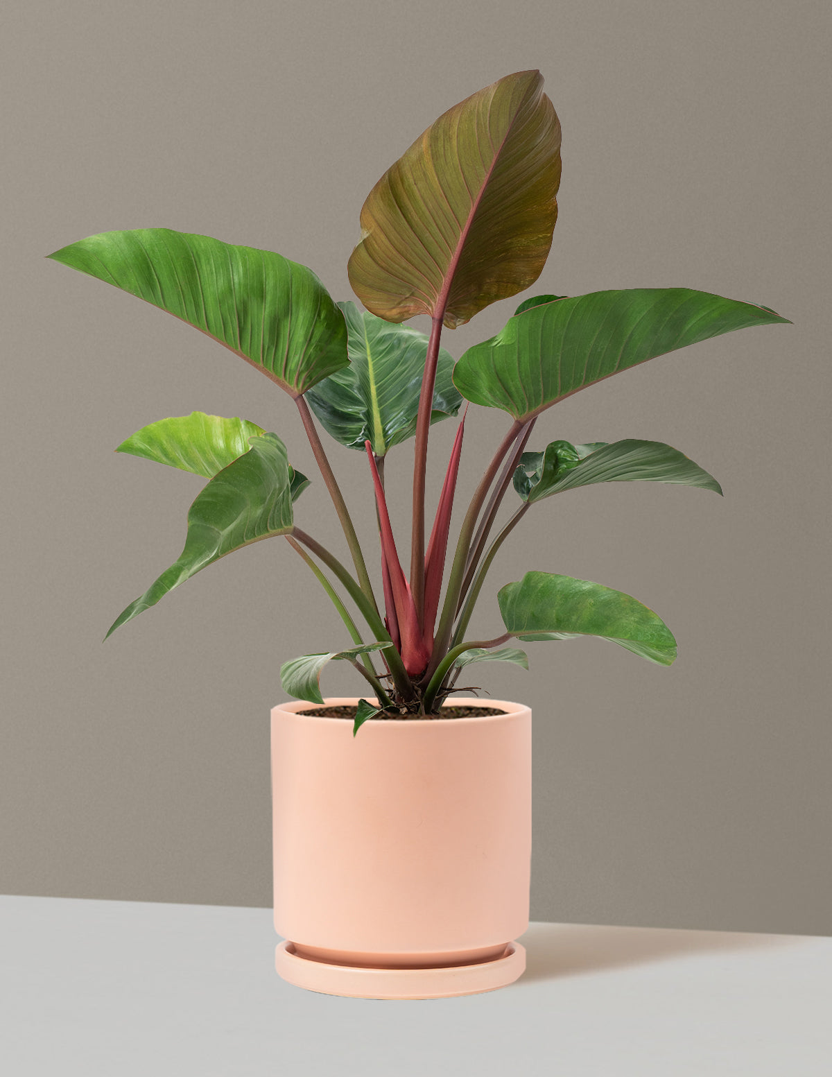 Büyük Boy Philodendron 'Rojo Congo'