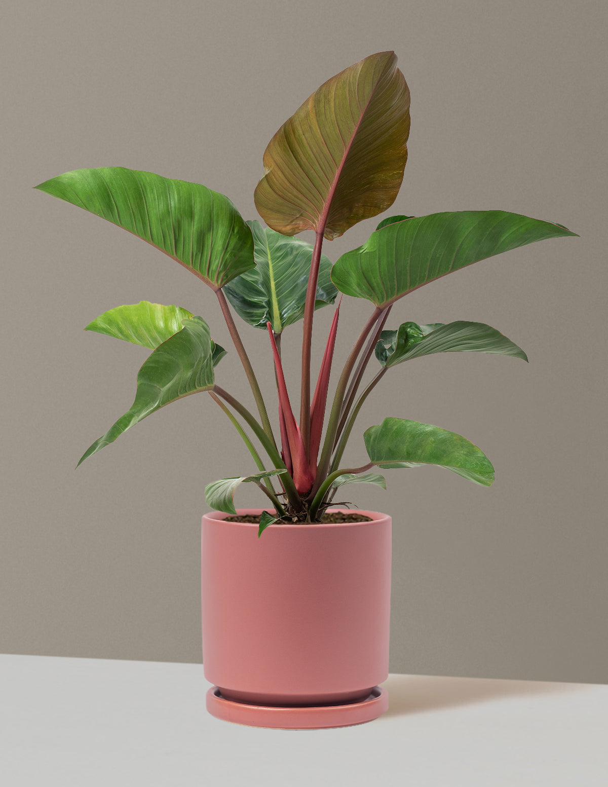 Büyük Boy Philodendron 'Rojo Congo'