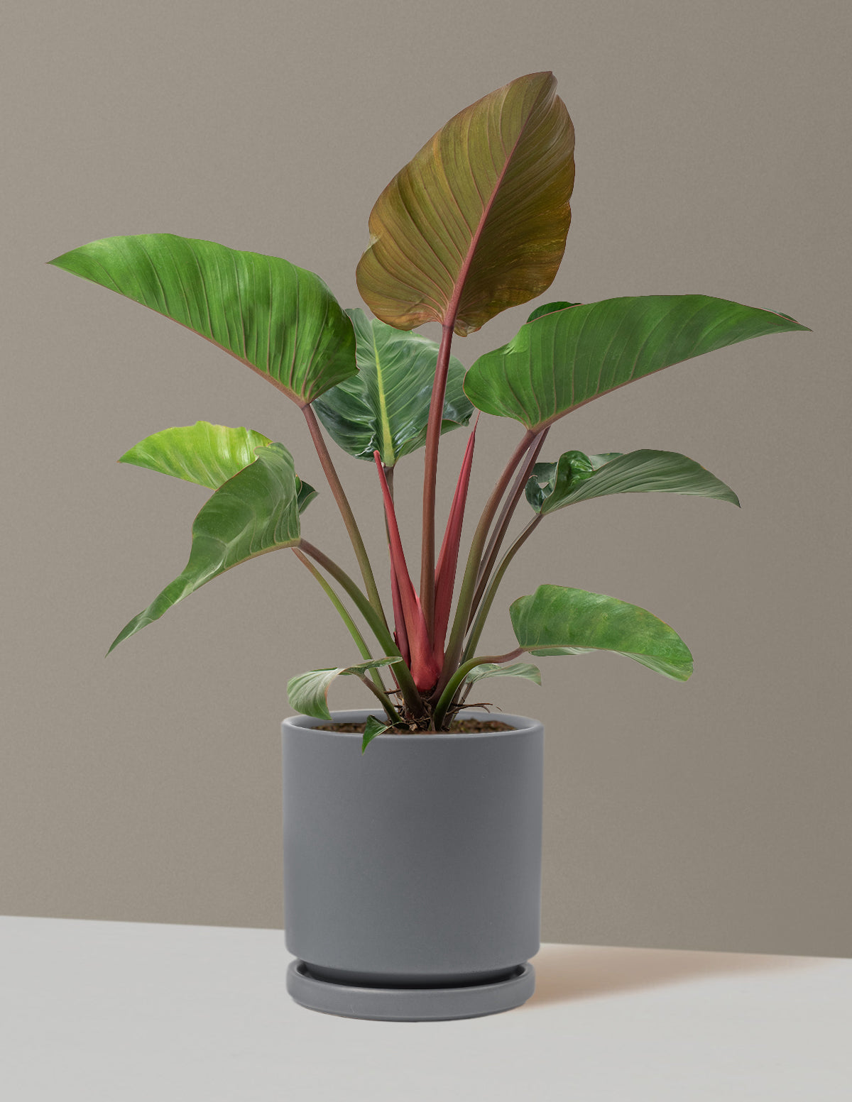 Büyük Boy Philodendron 'Rojo Congo'