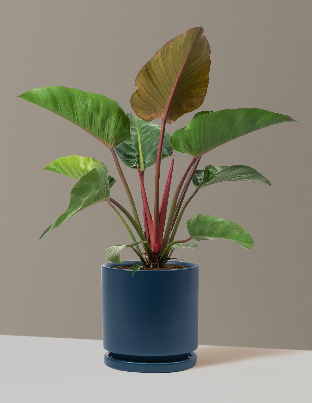 Büyük Boy Philodendron 'Rojo Congo'