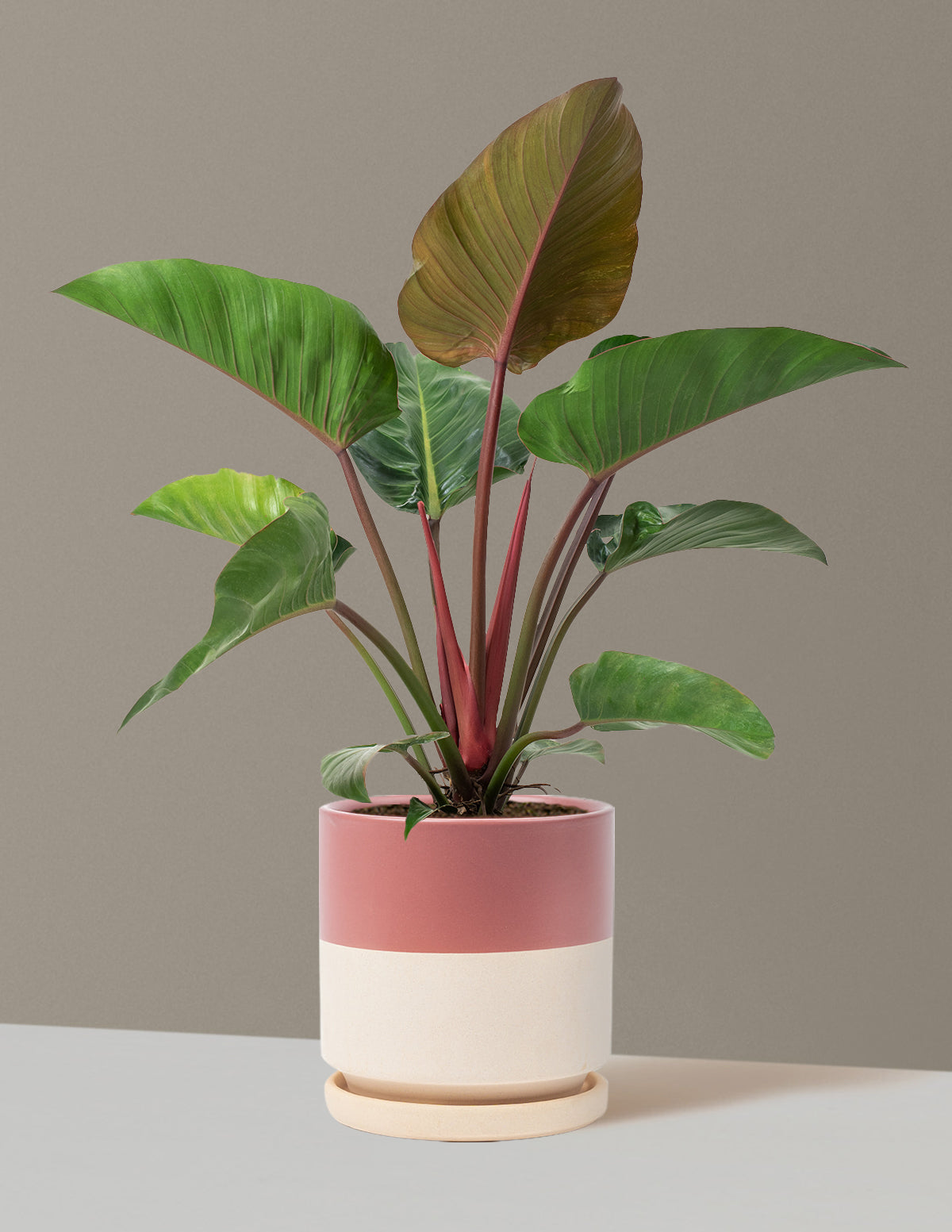 Büyük Boy Philodendron 'Rojo Congo'