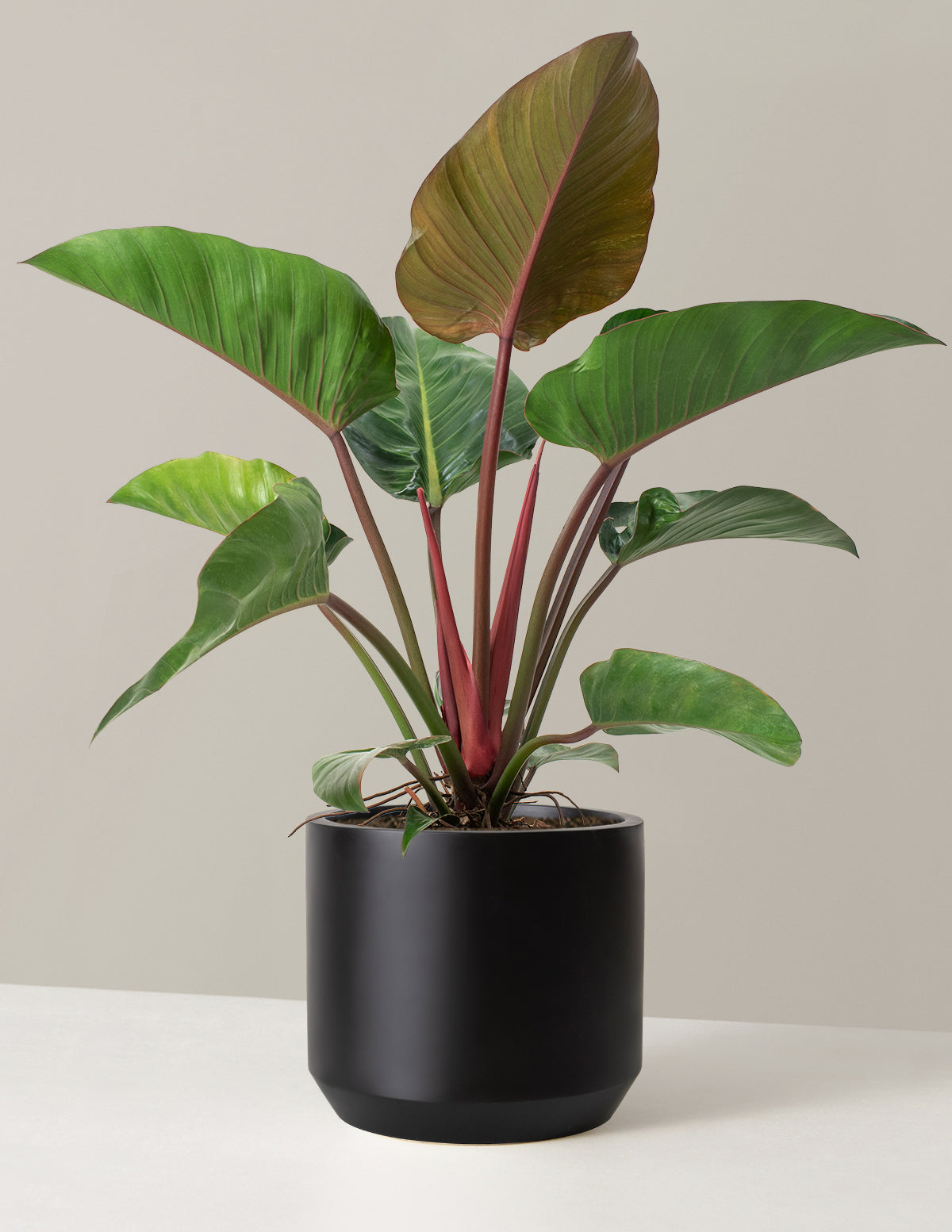 Büyük Boy Philodendron 'Rojo Congo'