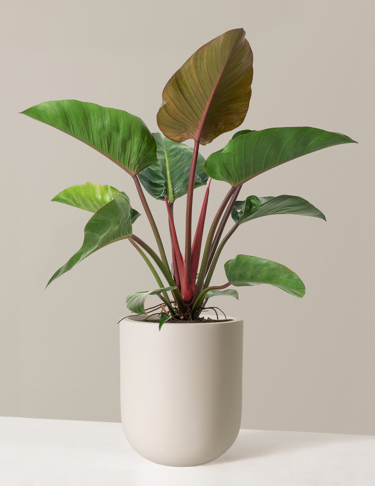 Büyük Boy Philodendron 'Rojo Congo'