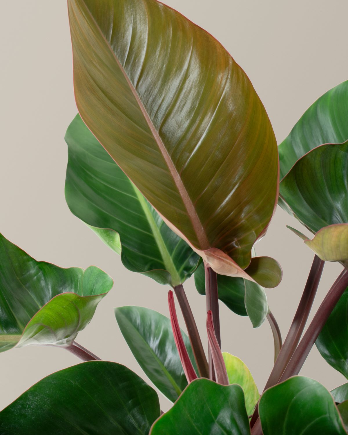 Büyük Boy Philodendron 'Rojo Congo'