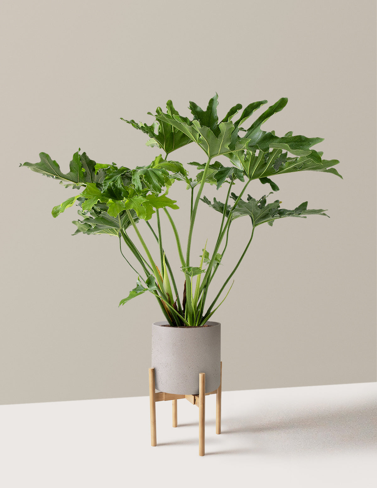 Büyük Philodendron Selloum Hope