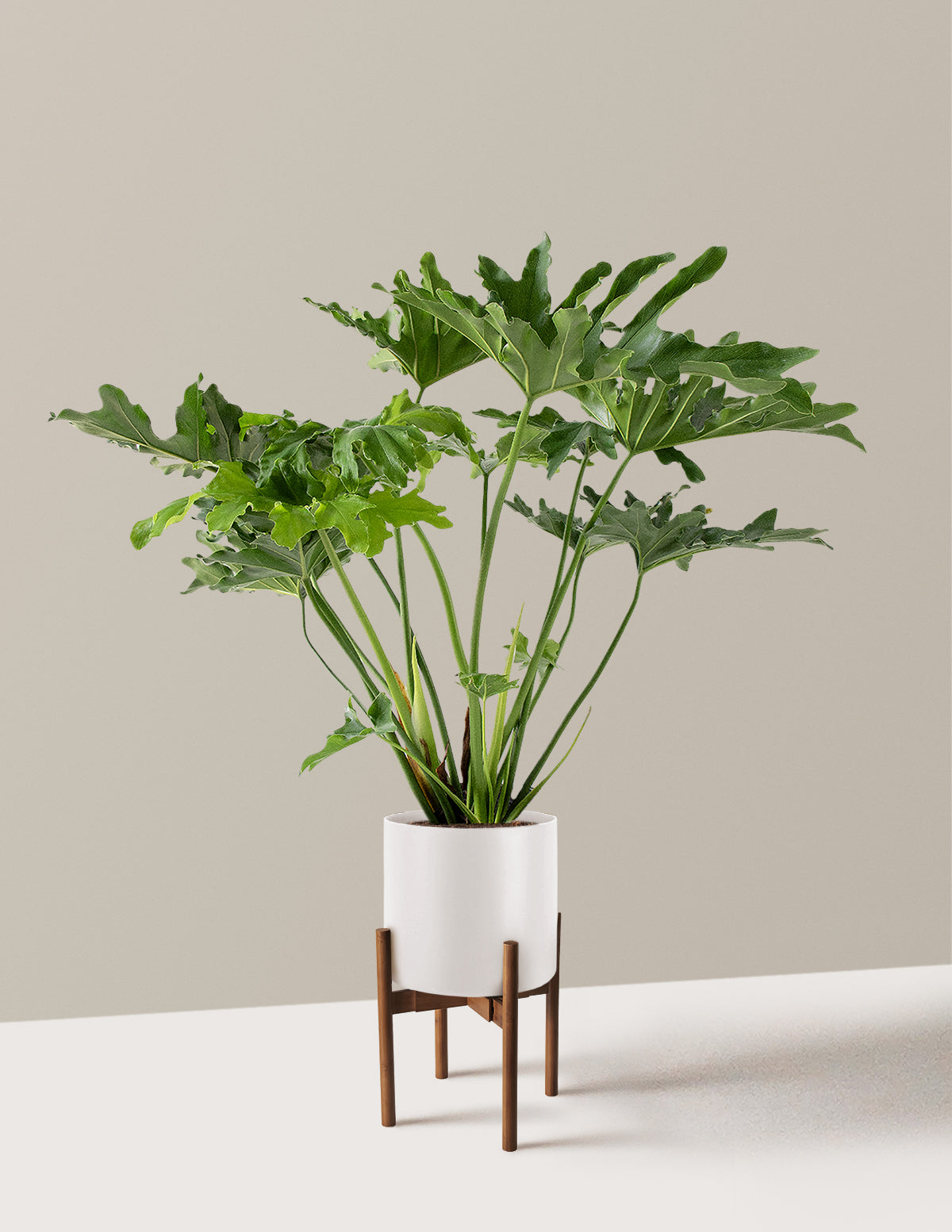 Büyük Philodendron Selloum Hope