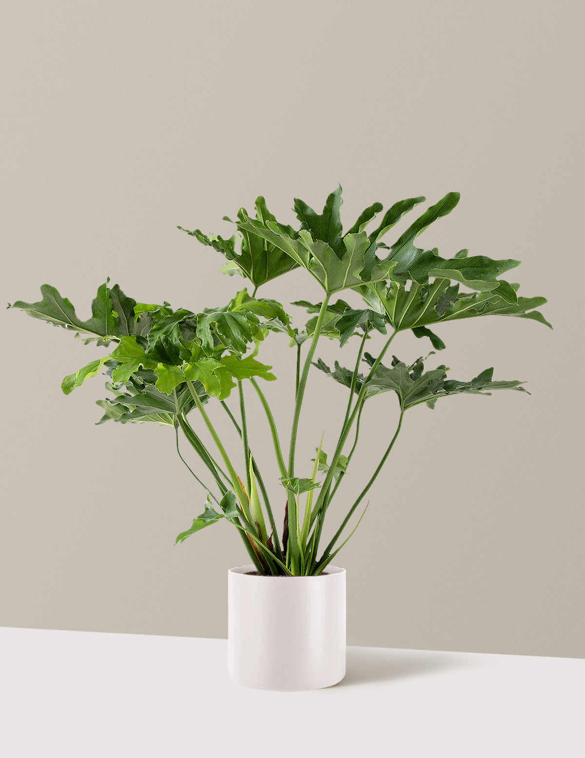 Büyük Philodendron Selloum Hope