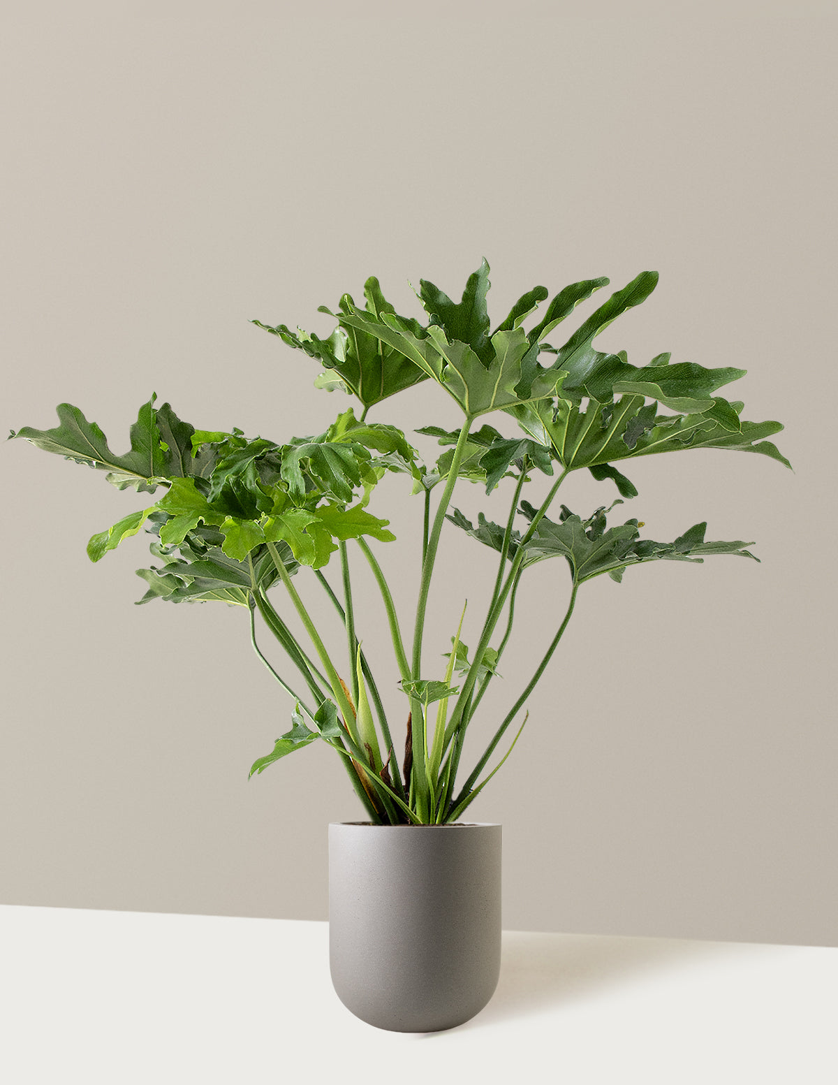 Büyük Philodendron Selloum Hope