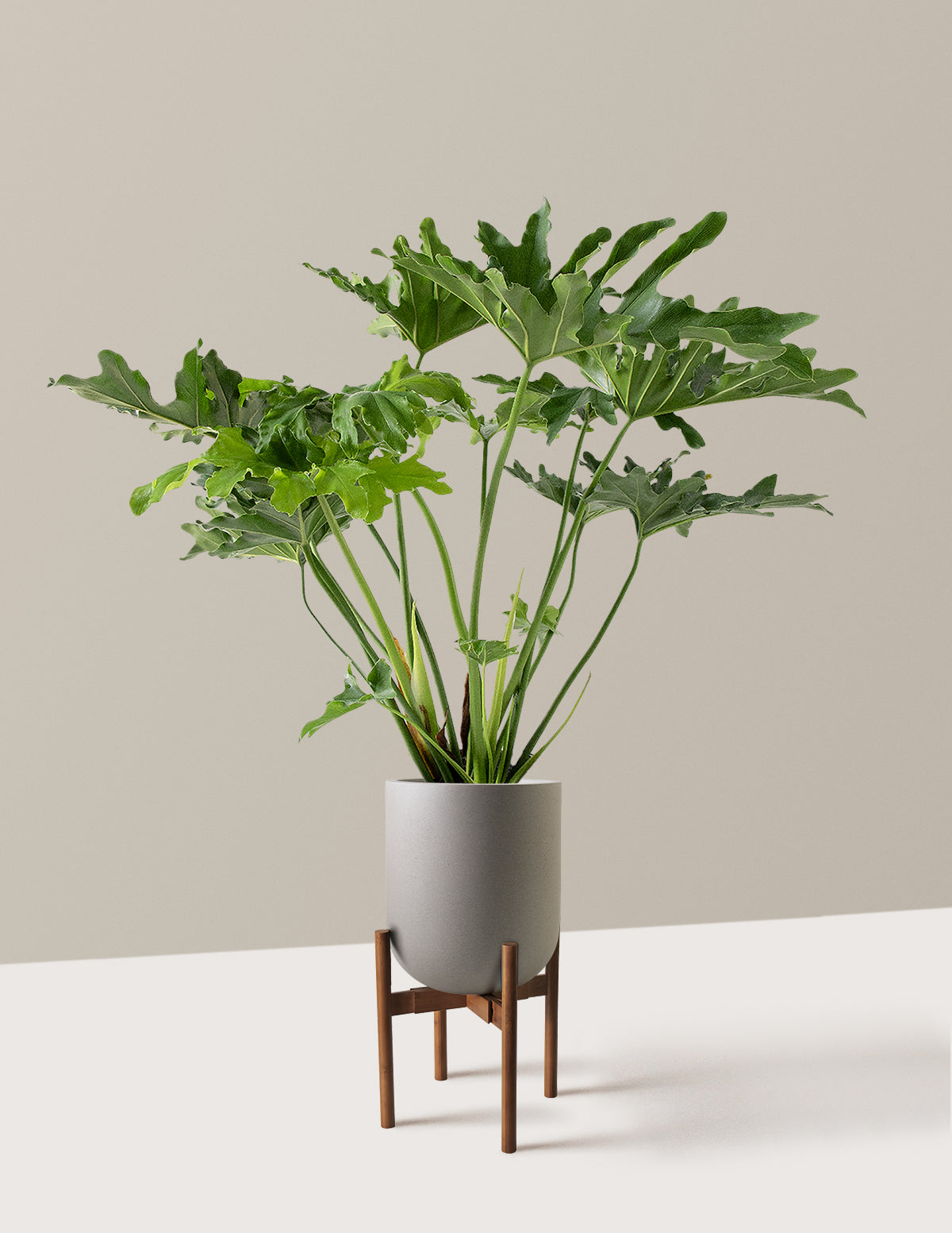 Büyük Philodendron Selloum Hope
