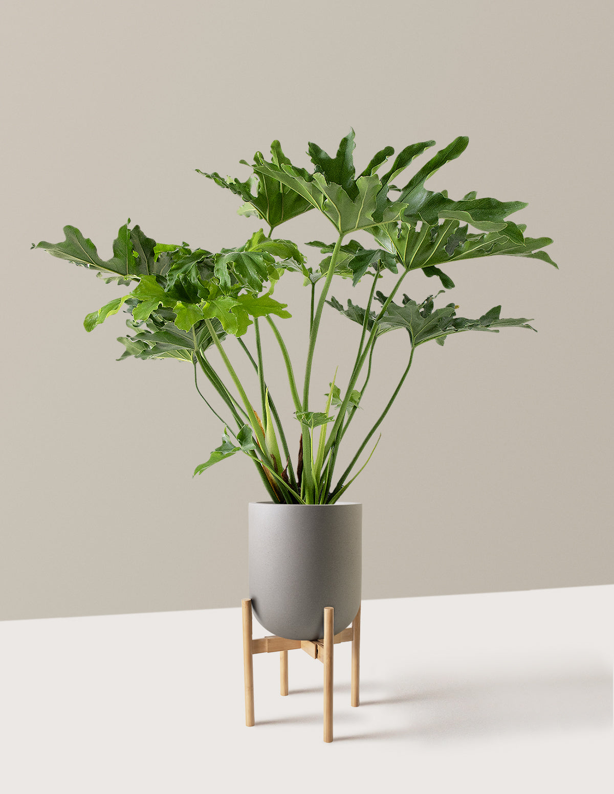 Büyük Philodendron Selloum Hope