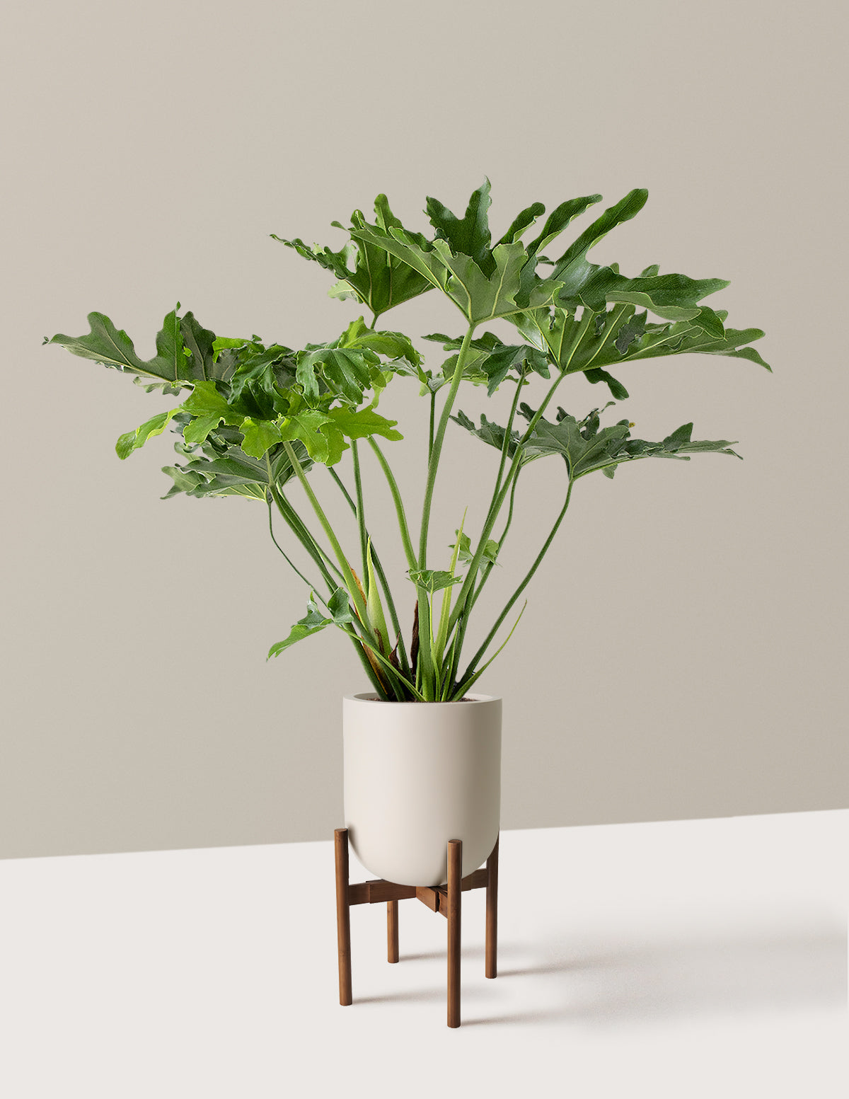 Büyük Philodendron Selloum Hope