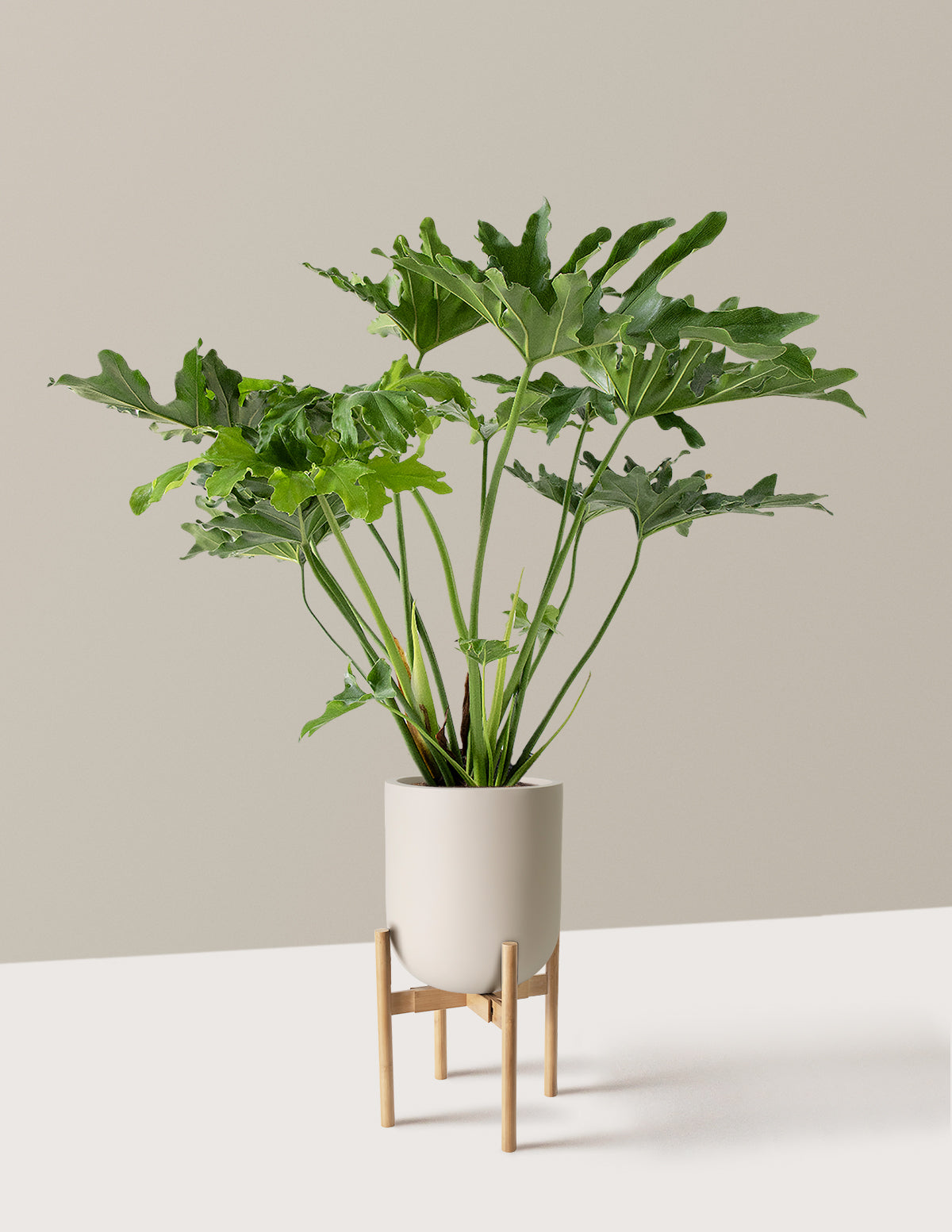 Büyük Philodendron Selloum Hope