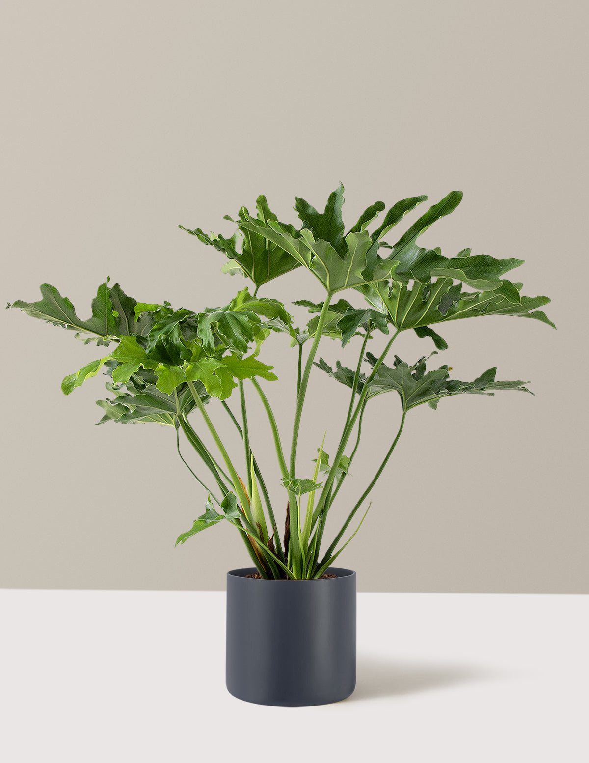 Büyük Philodendron Selloum Hope