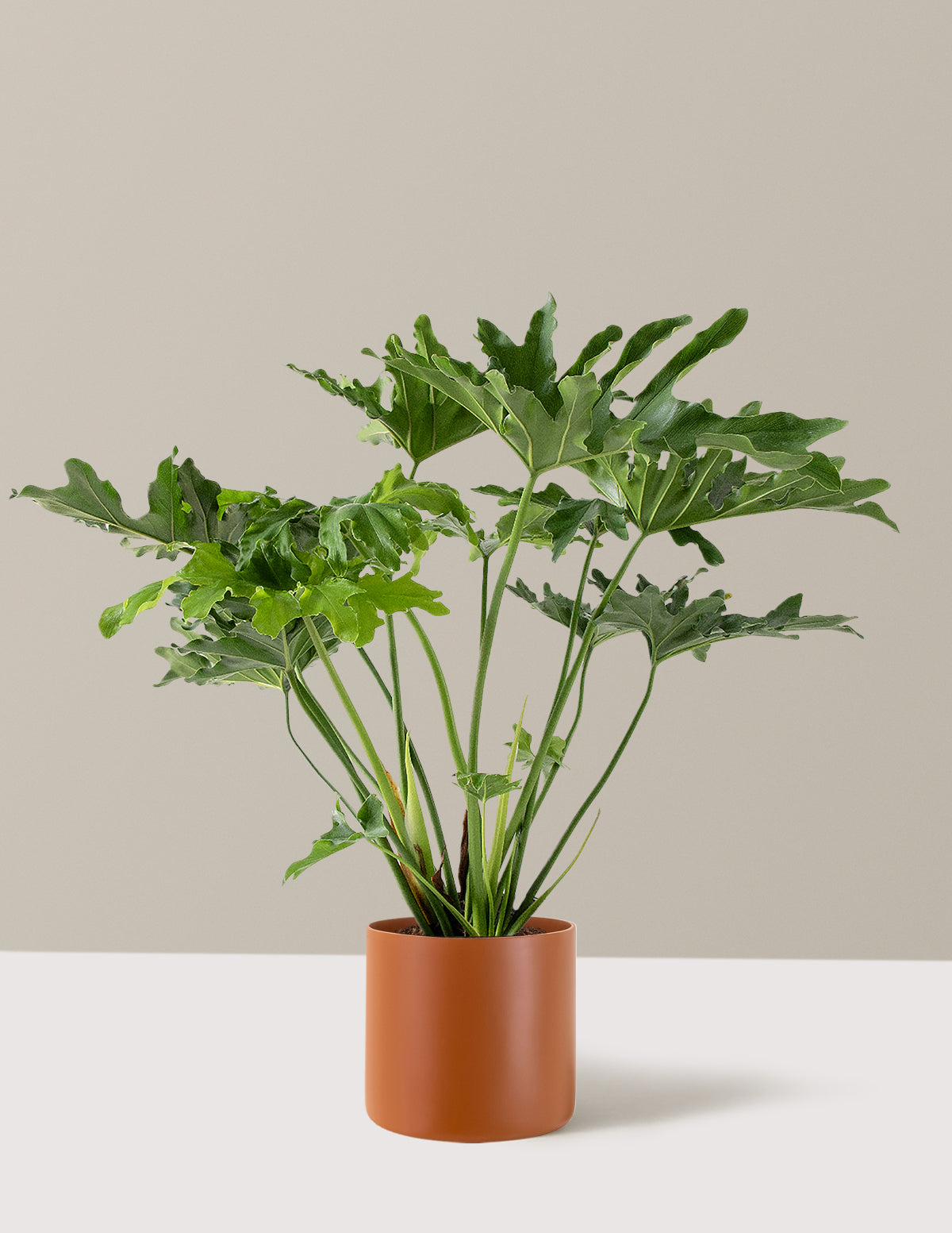 Büyük Philodendron Selloum Hope