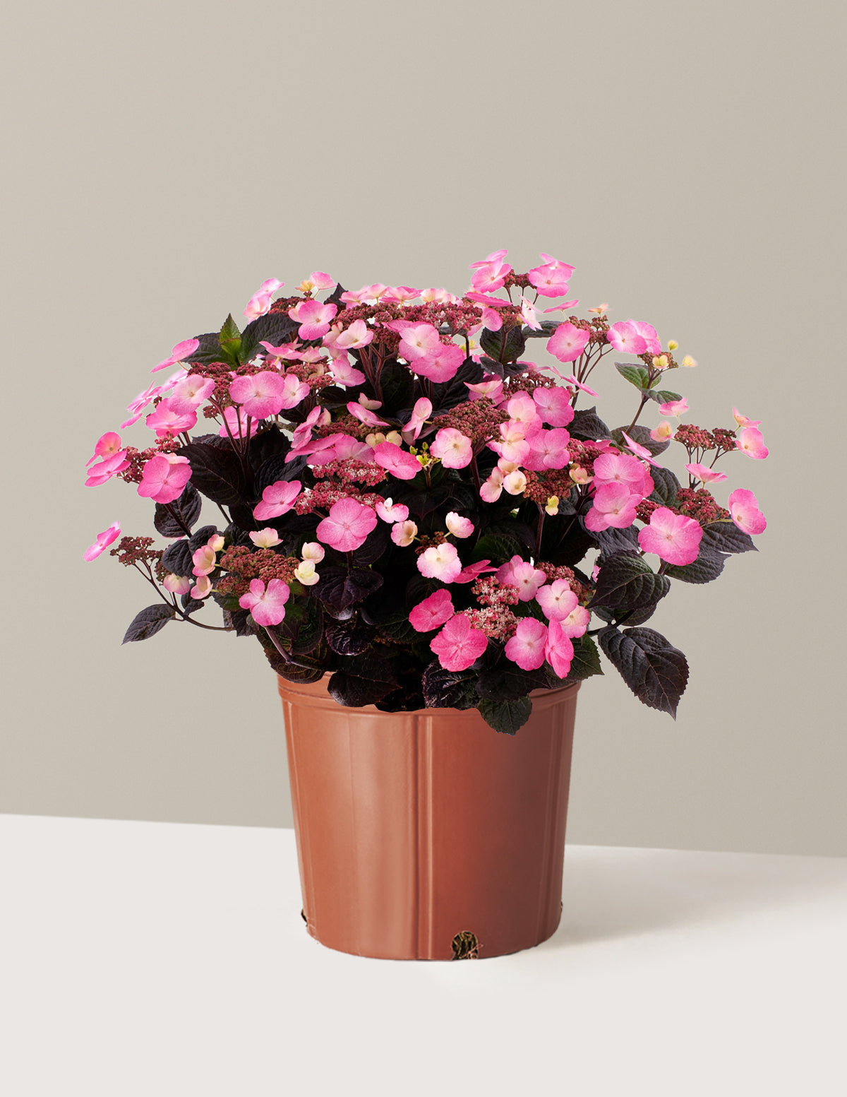 Pink Dynamo™ Ortanca