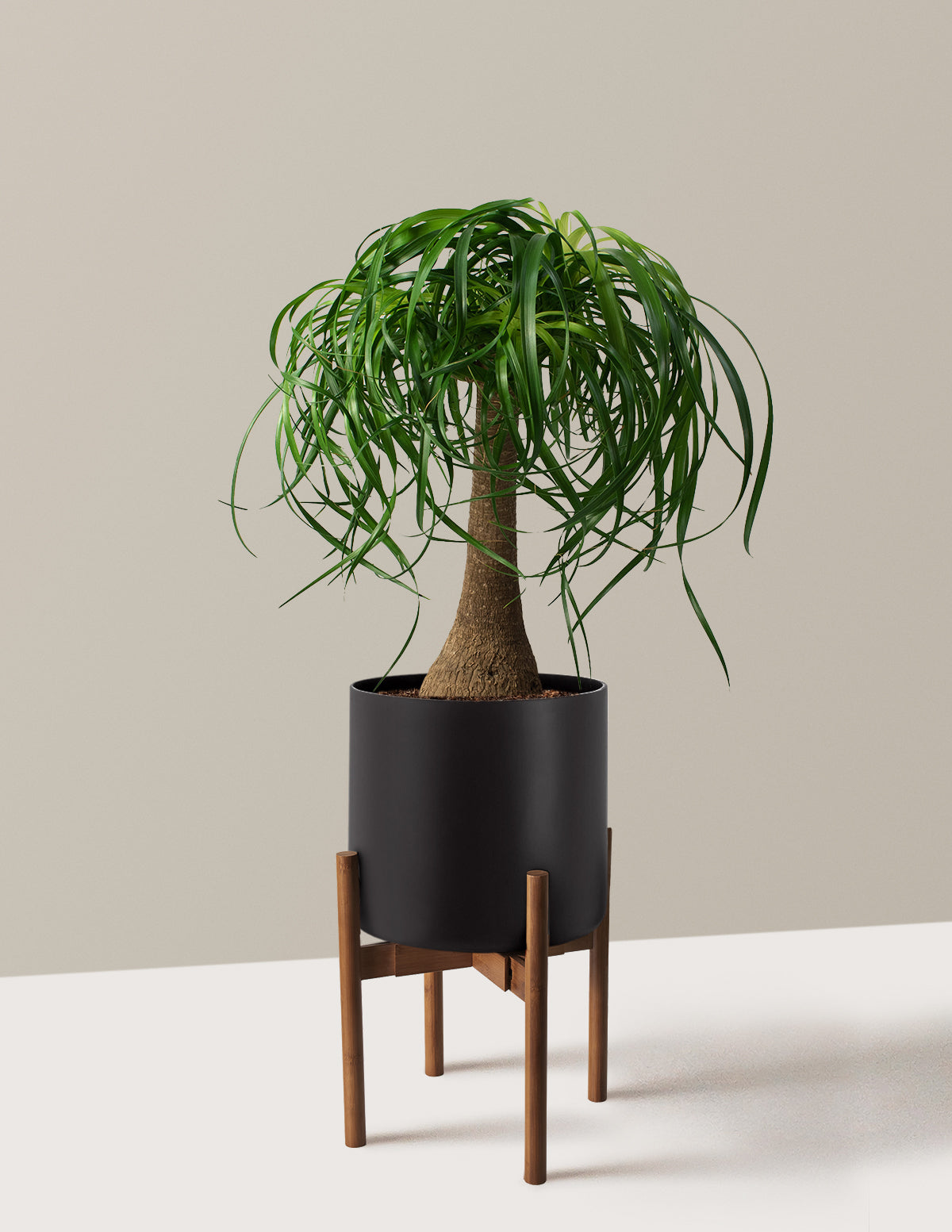 Ponytail Palm (Beaucarnea recurvata)