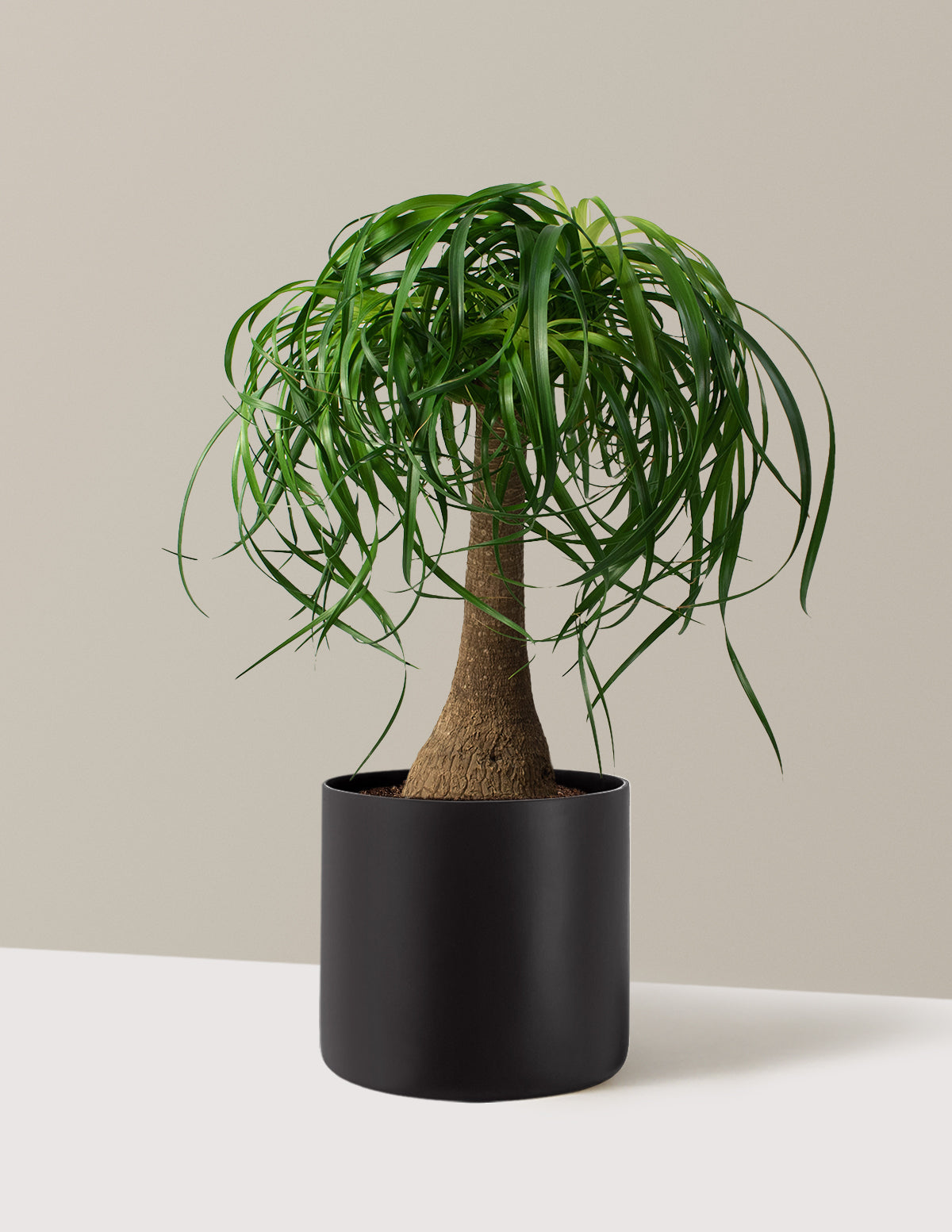 Ponytail Palm (Beaucarnea recurvata)