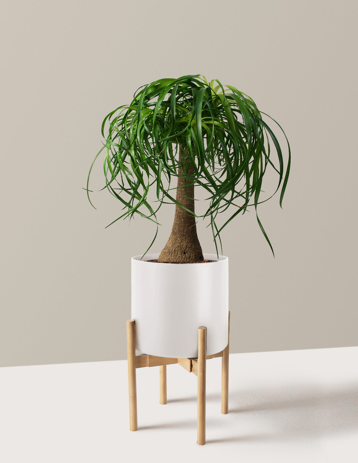 Ponytail Palm (Beaucarnea recurvata)