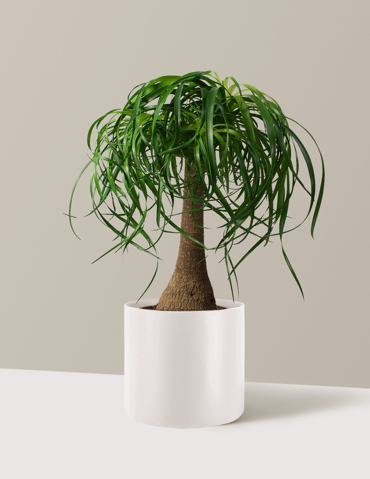 Ponytail Palm (Beaucarnea recurvata)
