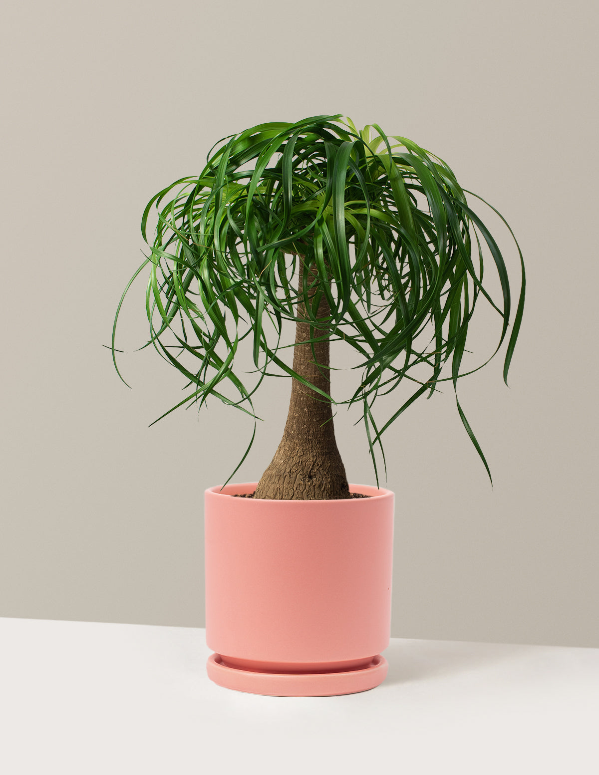 Ponytail Palm (Beaucarnea recurvata)