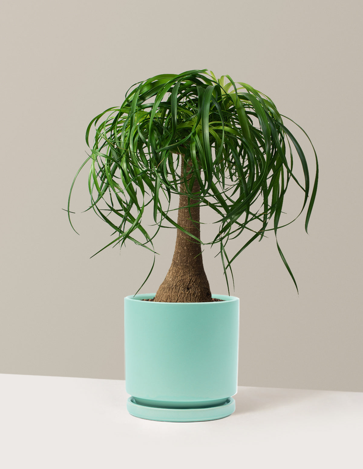 Ponytail Palm (Beaucarnea recurvata)