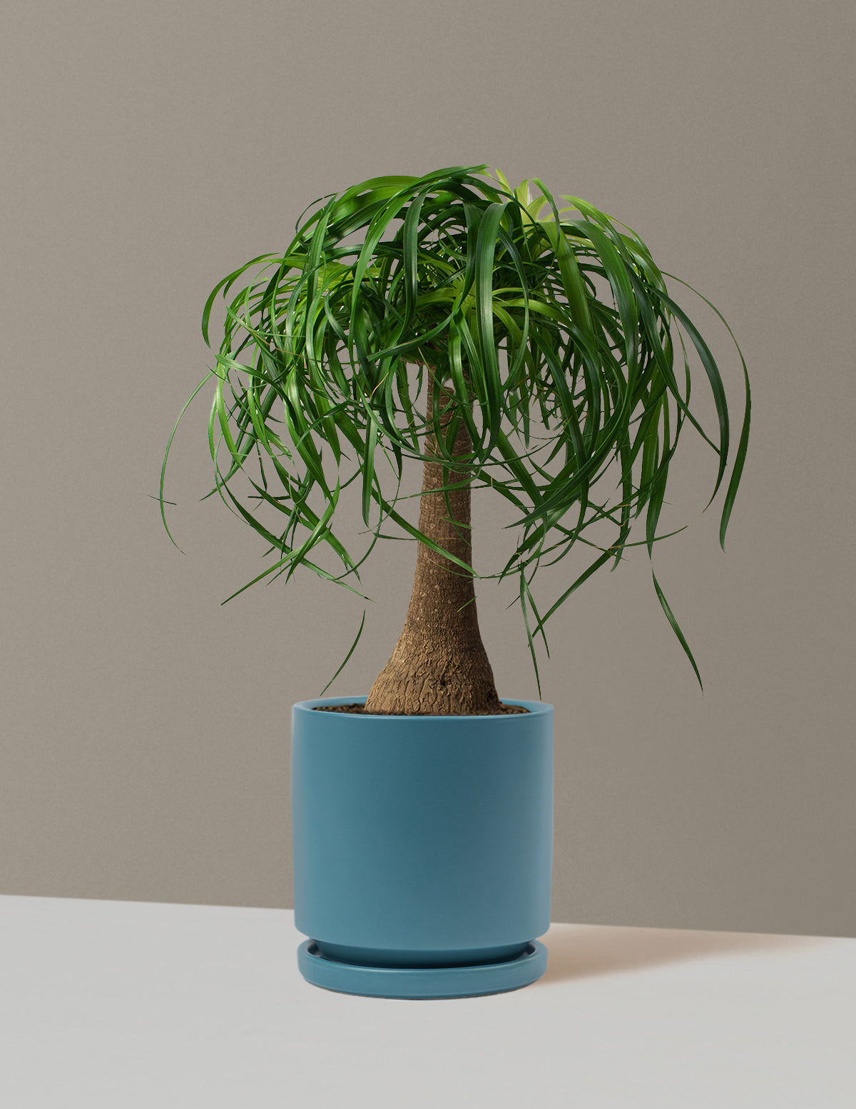 Ponytail Palm (Beaucarnea recurvata)