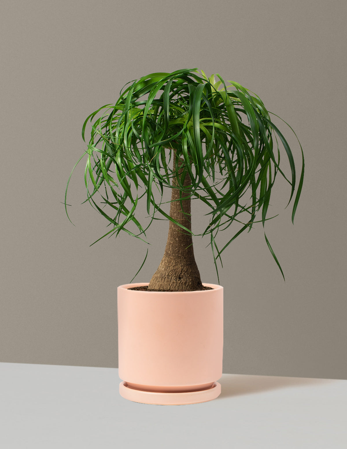 Ponytail Palm (Beaucarnea recurvata)