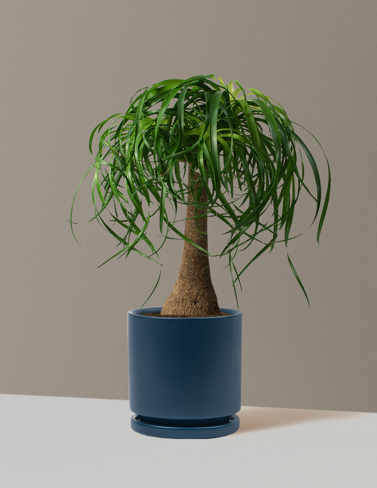 Ponytail Palm (Beaucarnea recurvata)