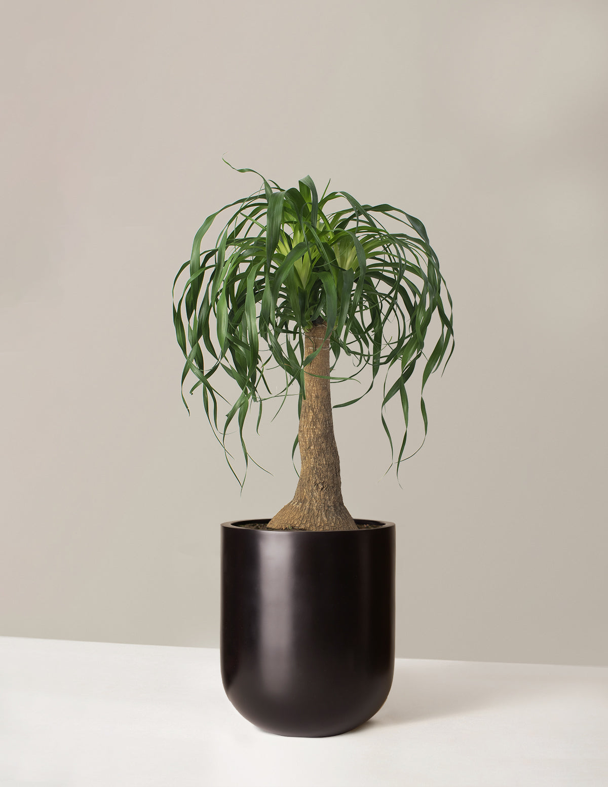 Ponytail Palm (Beaucarnea recurvata)