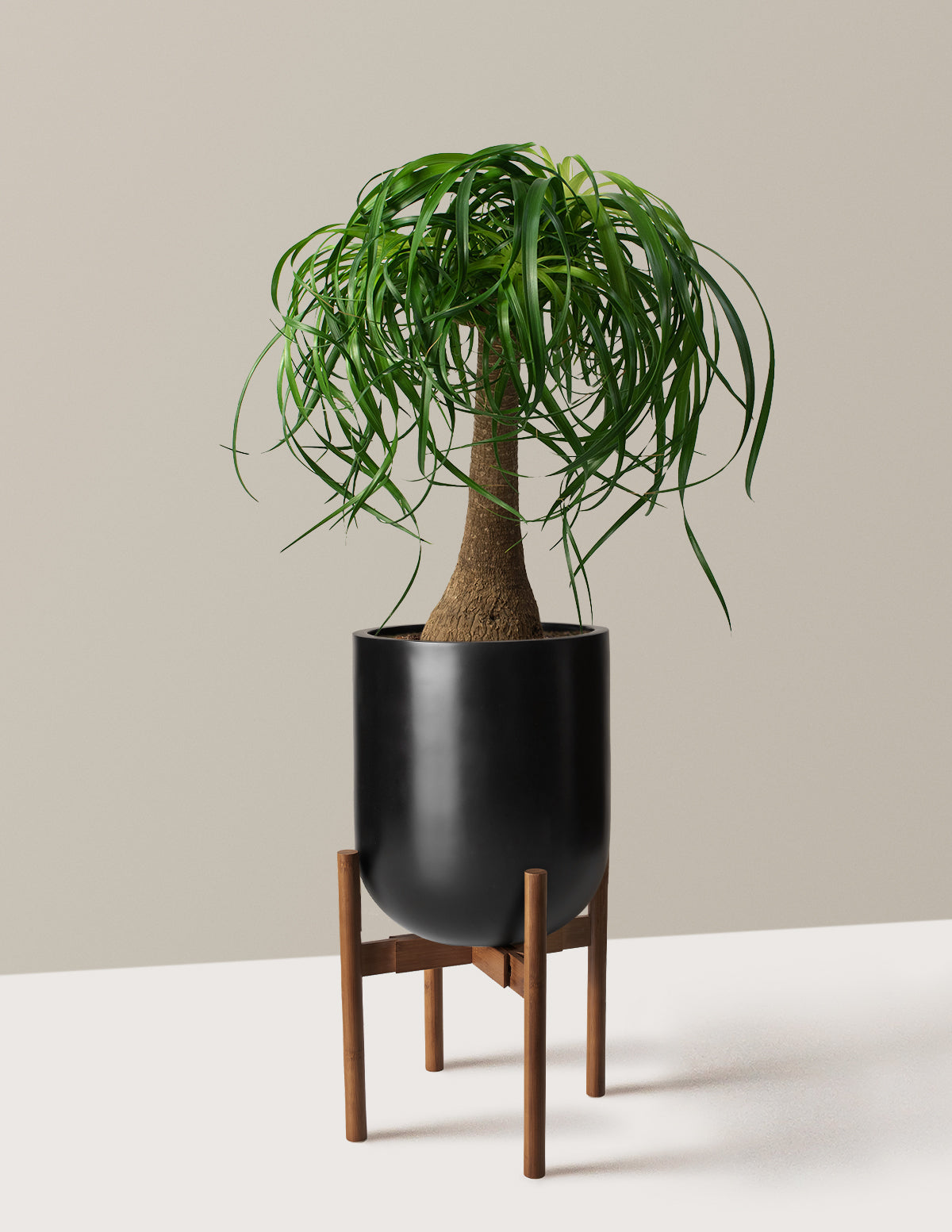 Ponytail Palm (Beaucarnea recurvata)