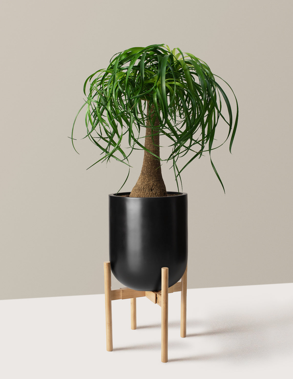 Ponytail Palm (Beaucarnea recurvata)