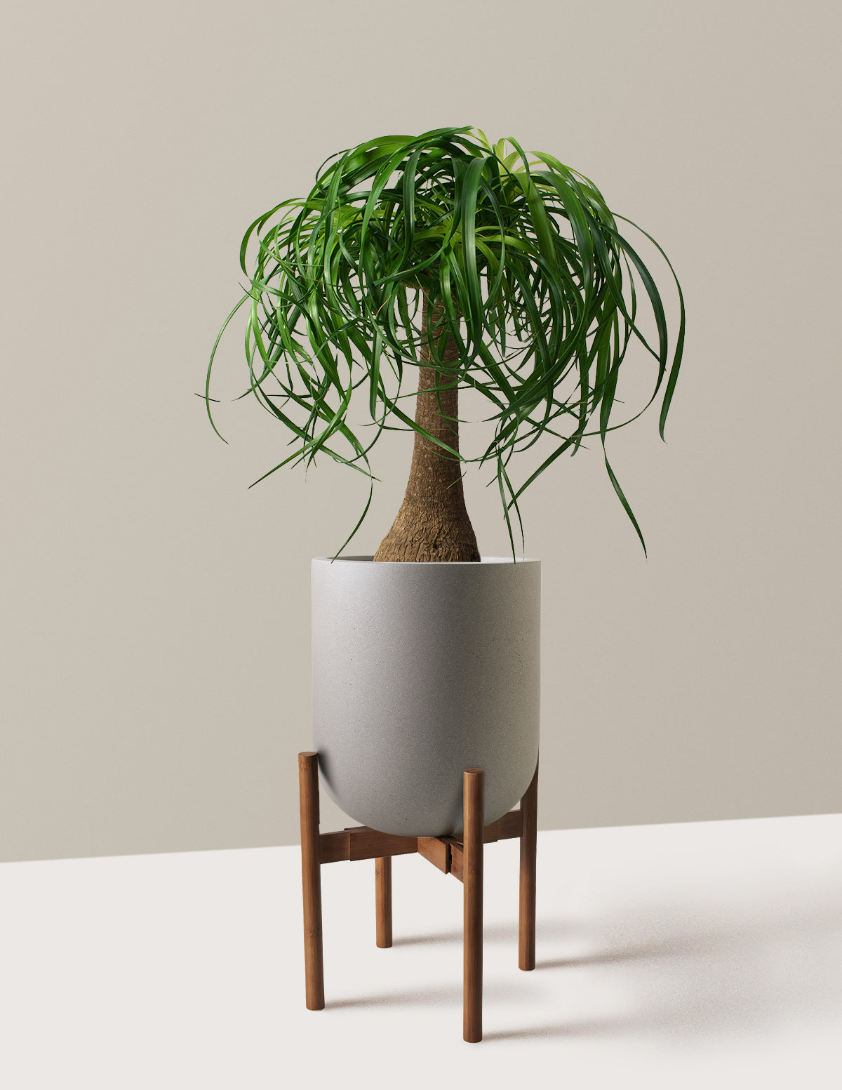 Ponytail Palm (Beaucarnea recurvata)